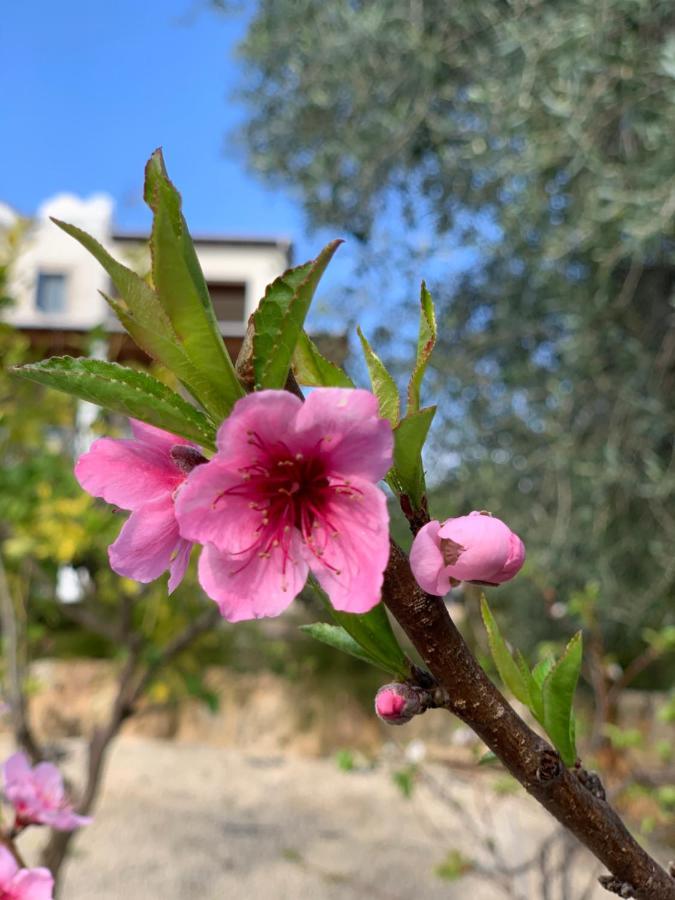 Beach Villa Gladiolus Neo Chorio Luaran gambar